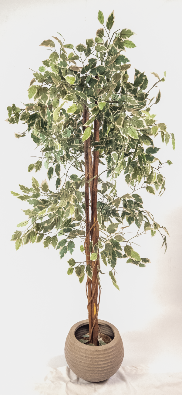 Árvore Ficus Variegata 1